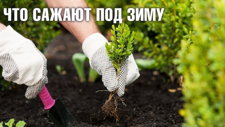 Грунт для вереска