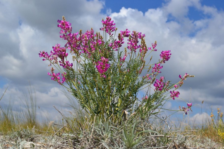 Копеечник Альпийский (Hedysarum alpinum)