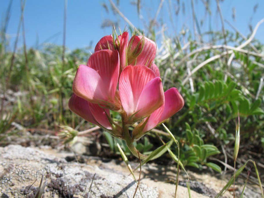 Копеечник меловой