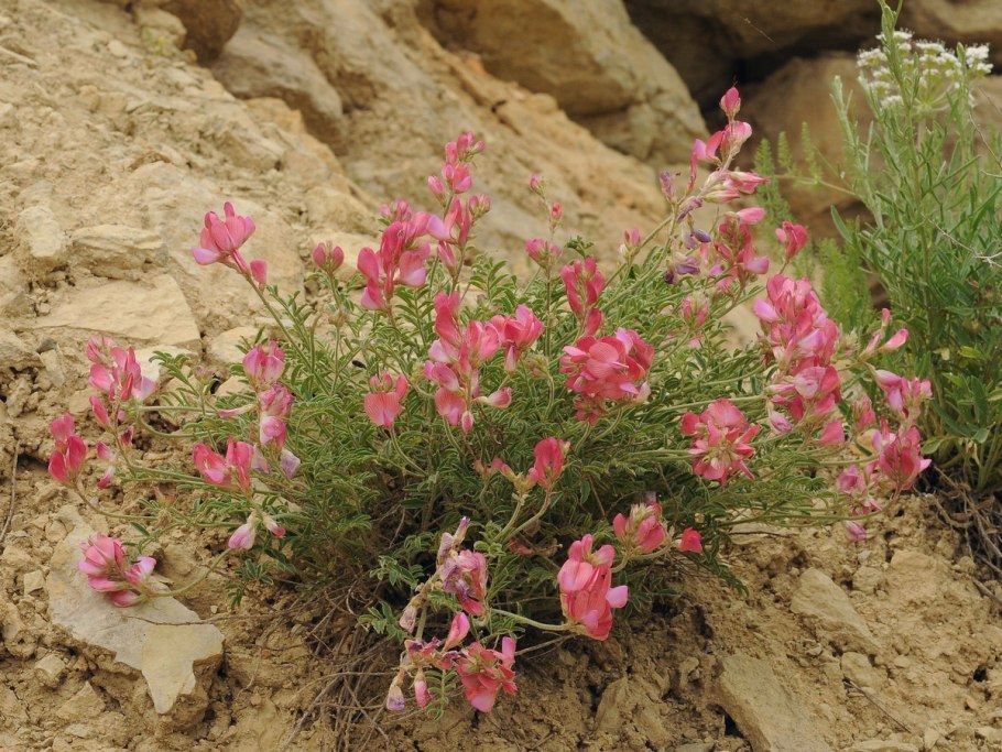 Копеечник Альпийский