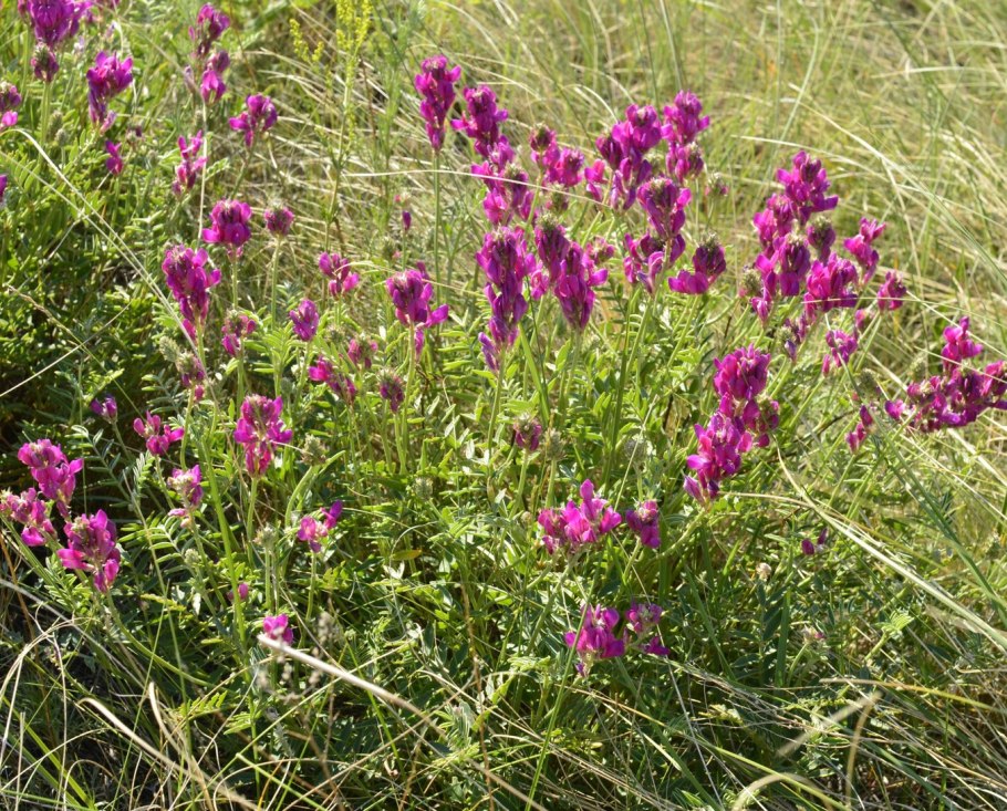 Копеечник Арктический