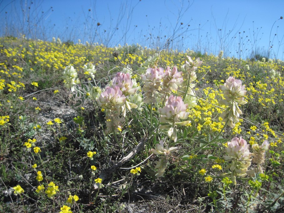 Копеечник желтеющий