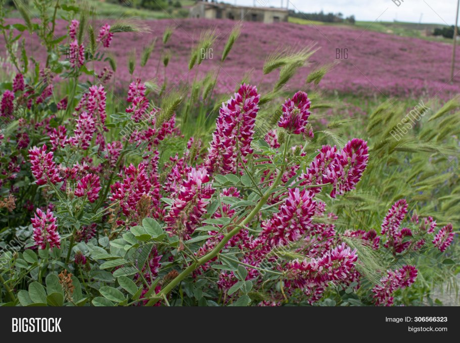 Остролодочник Путоранский