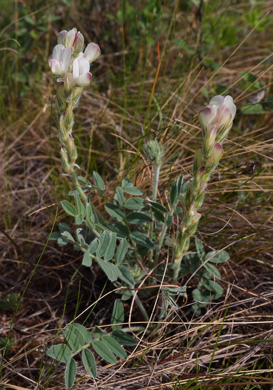 Копеечник Биберштейна