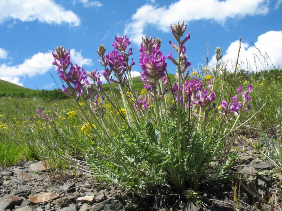 Oxytropis остролодочник
