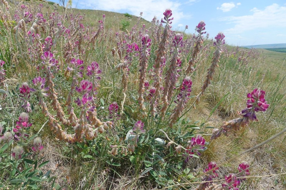 Копеечник щетинистый
