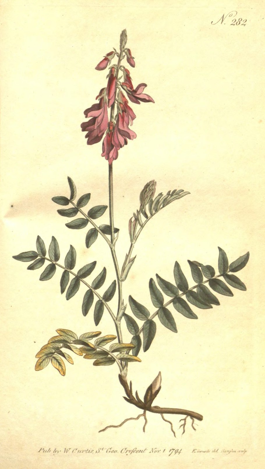 Копеечник Альпийский