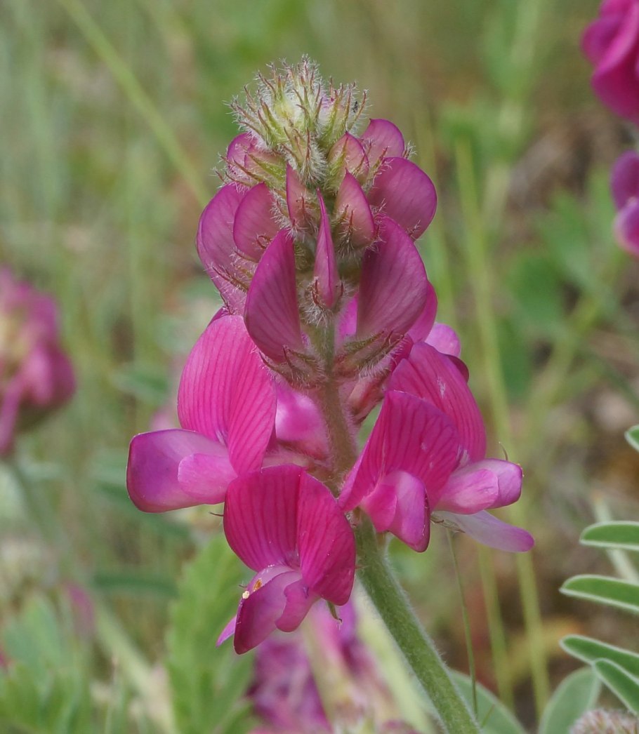 Копеечник щетинистый