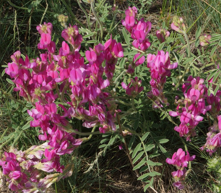 Остролодочник (oxytropis)