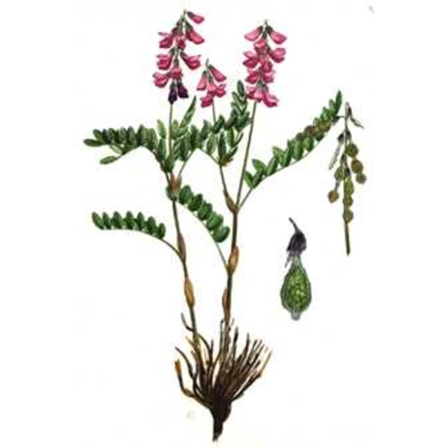 Копеечник альпийский