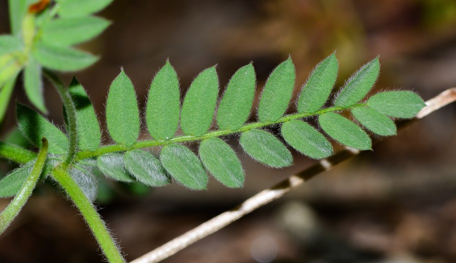 Zygophyllum fabago