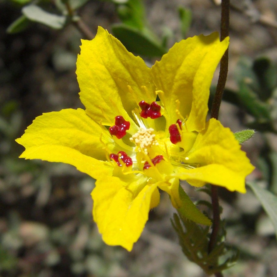 Зверобой продырявленный (Hypericum perforatum)