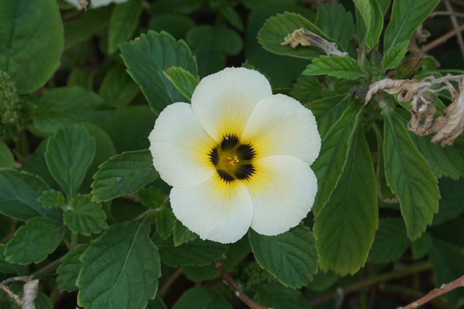 Turnera subulata