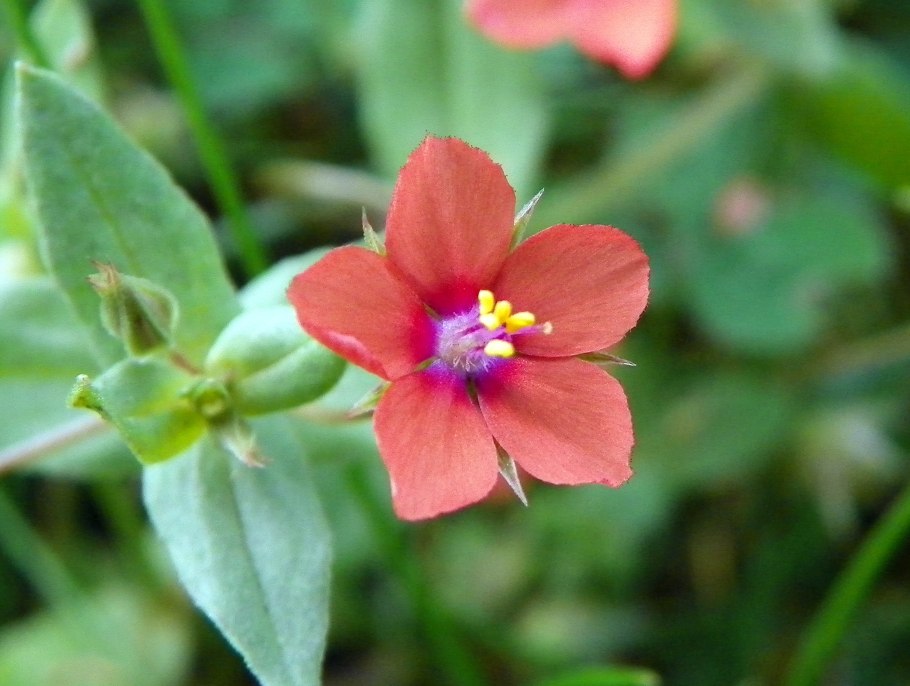 Passiflora arbelaezii