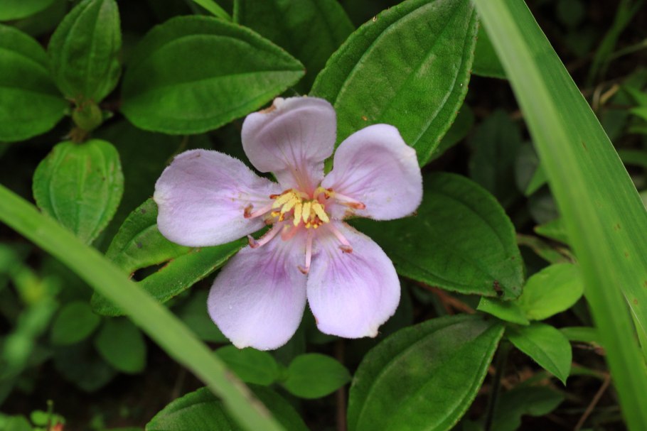 Повилика (Cuscuta)