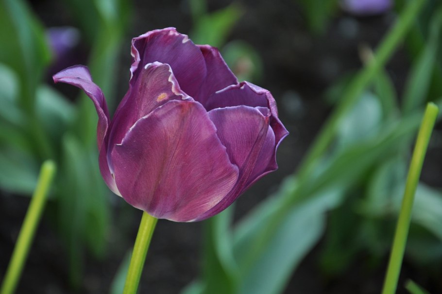 Тюльпан шерстистый