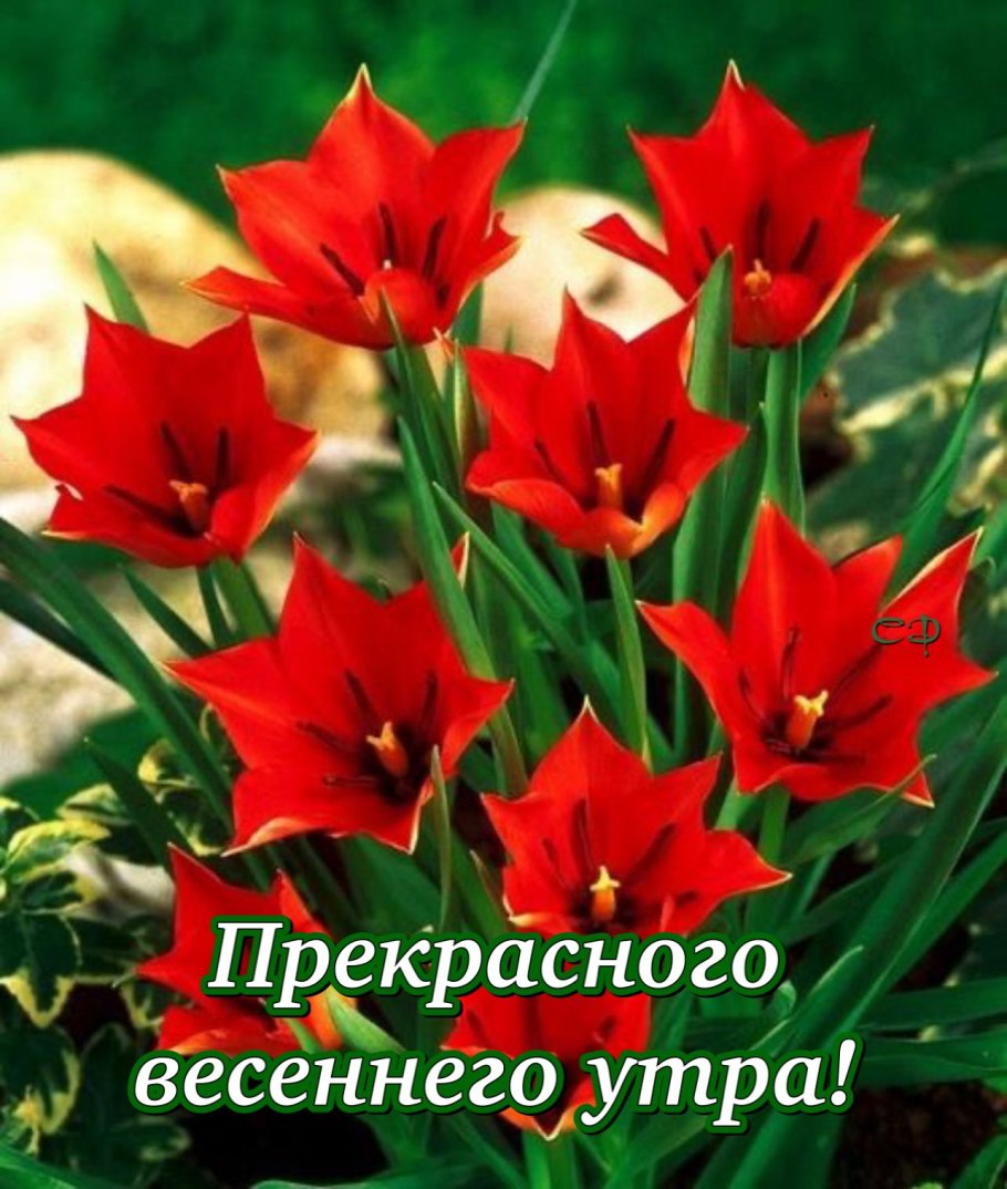 Тюльпан Ботанический ред Хантер