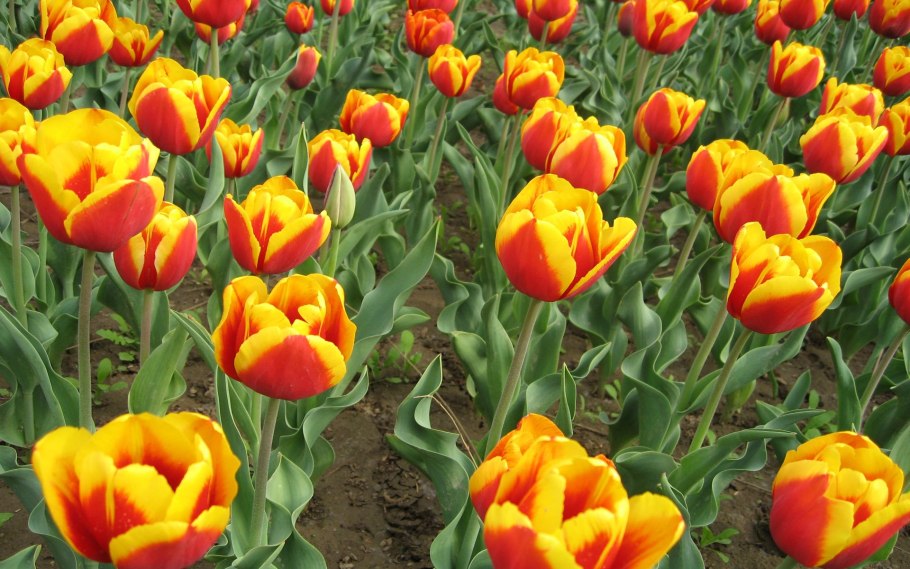 Тюльпан листовая пластина