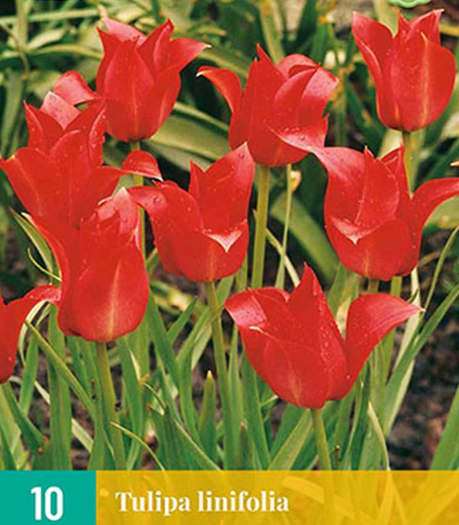 Тюльпан льнолистный Ботанический