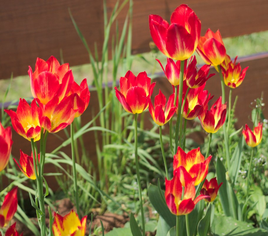 Тюльпаны Ботанические сорта