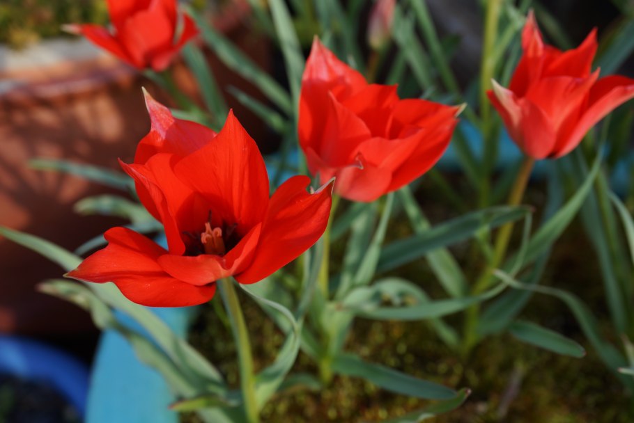 Тюльпан Линифолиа