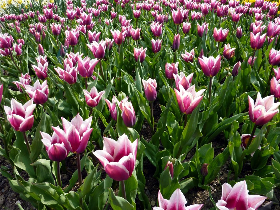 Тюльпан Уисперинг Дрим