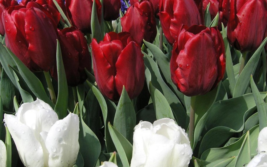 Тюльпан Ботанический ред Хантер