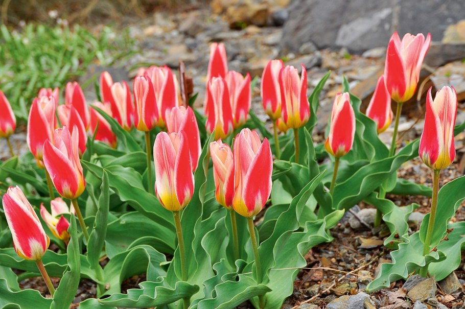 Linifolia тюльпан