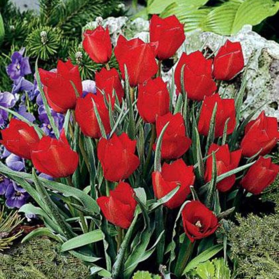 Тюльпан Ботанический ред Хантер