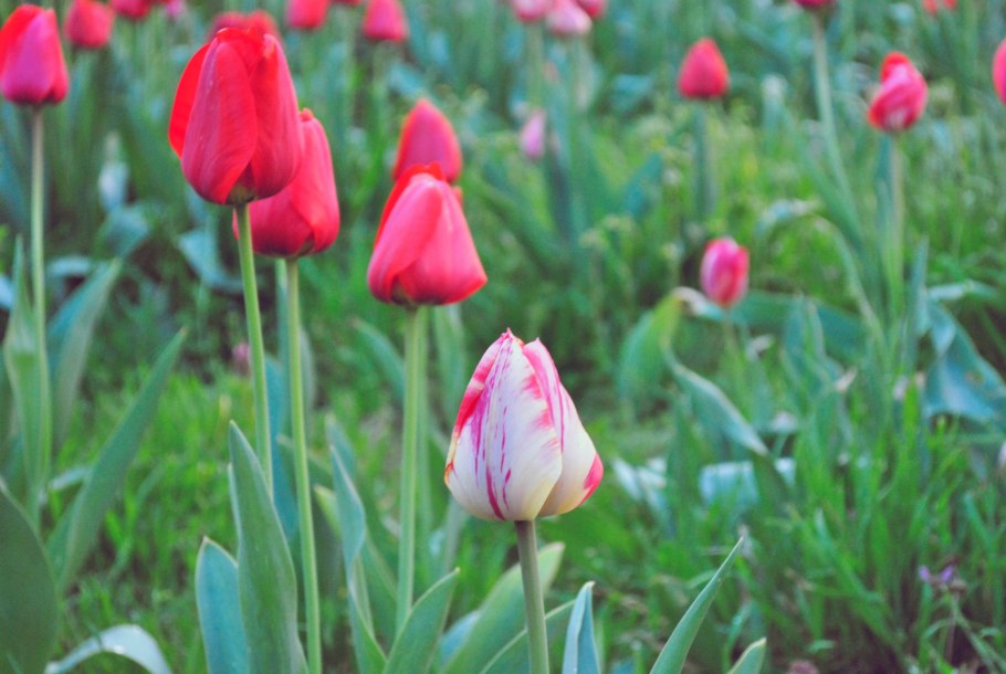 Семейство Лилейные тюльпан