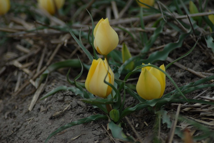 Тюльпан Fabio