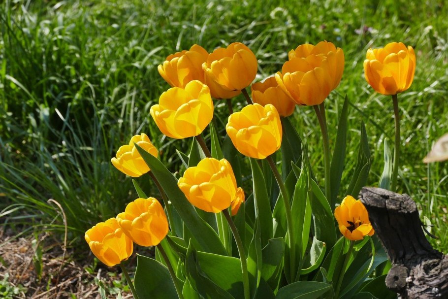 Тюльпан Клузиана Tulipa clusiana