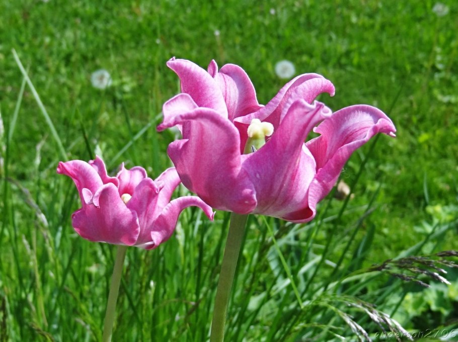 Эминиум регеля