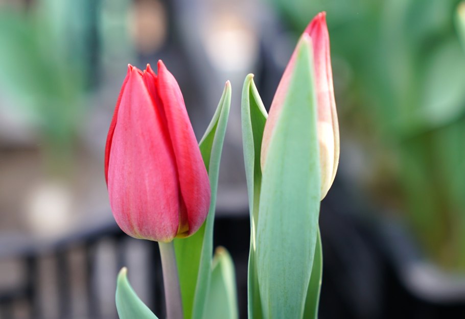Тюльпаны биколор