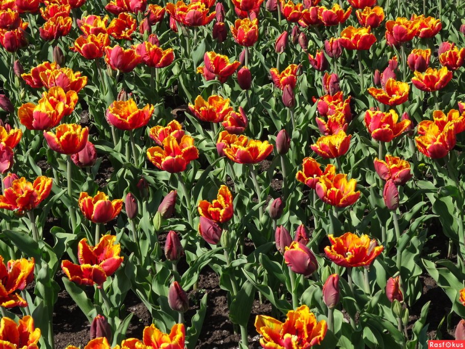 Тюльпан Дойч Прайд
