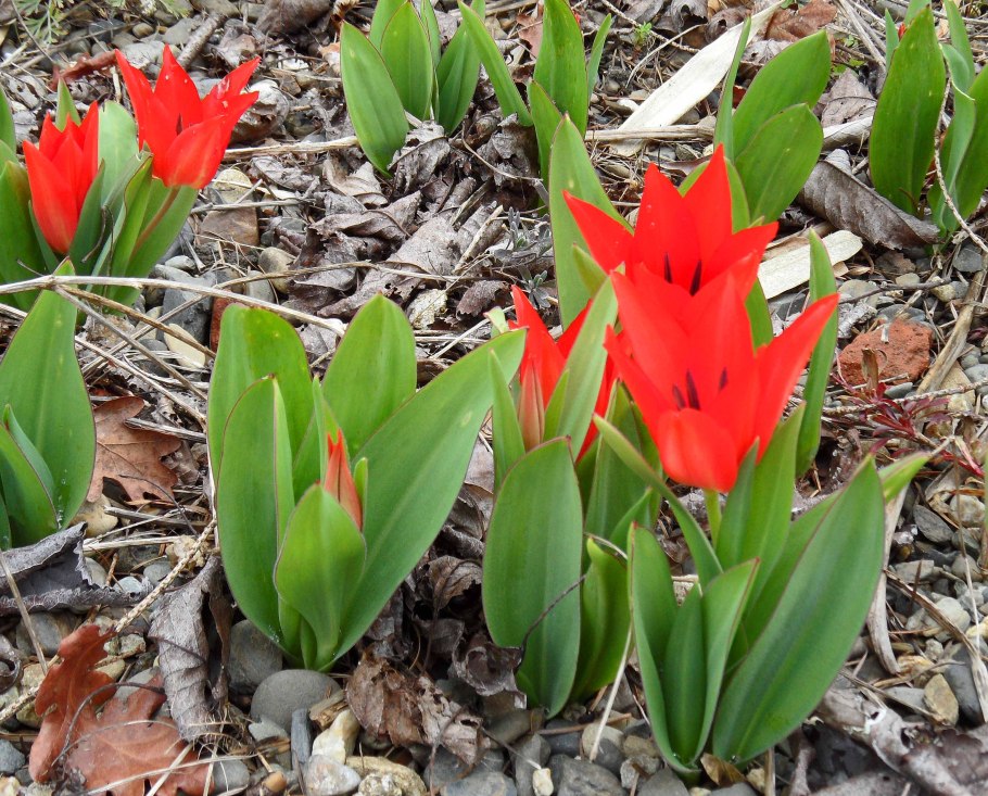 Тюльпан ред Хантер