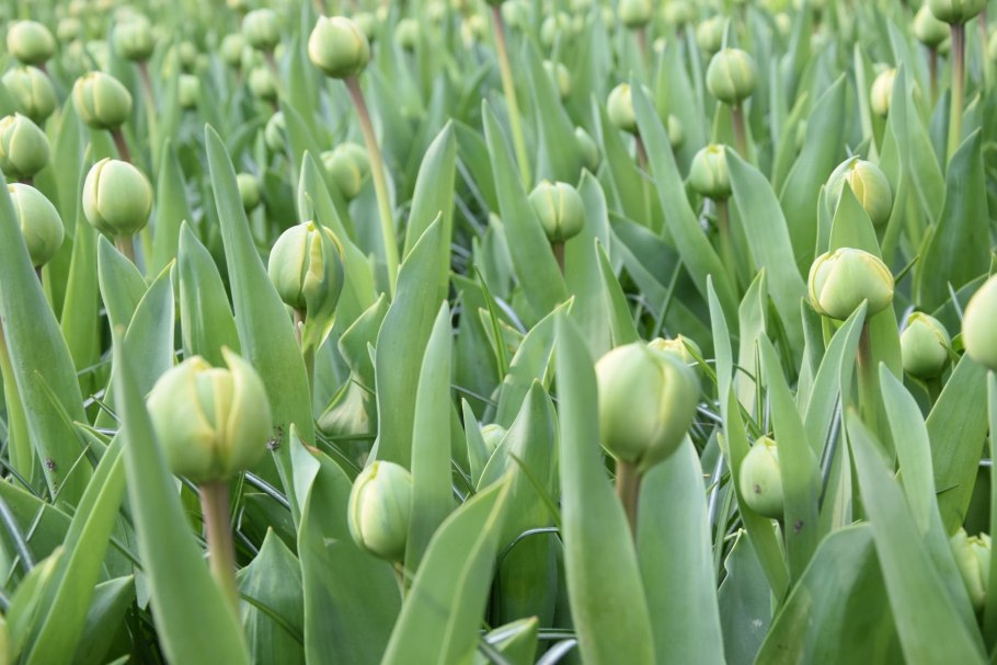 Тюльпан Ботанический Баталини Брайт