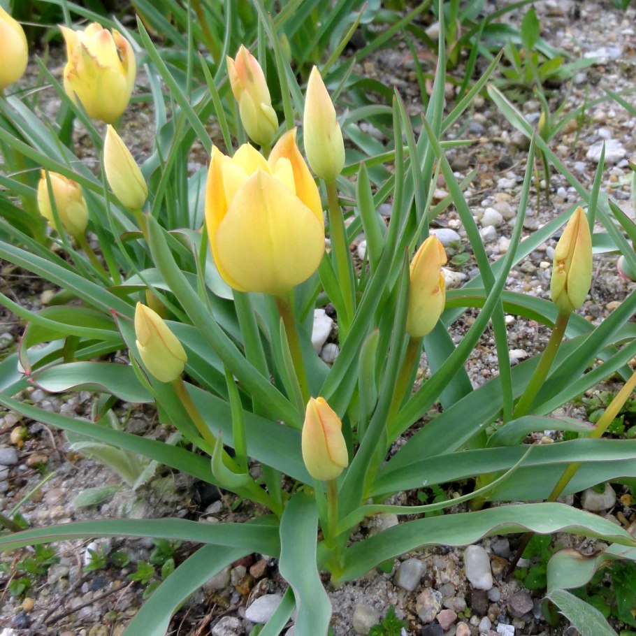 Тюльпан whittallii