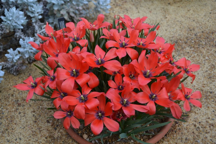 Linifolia тюльпан