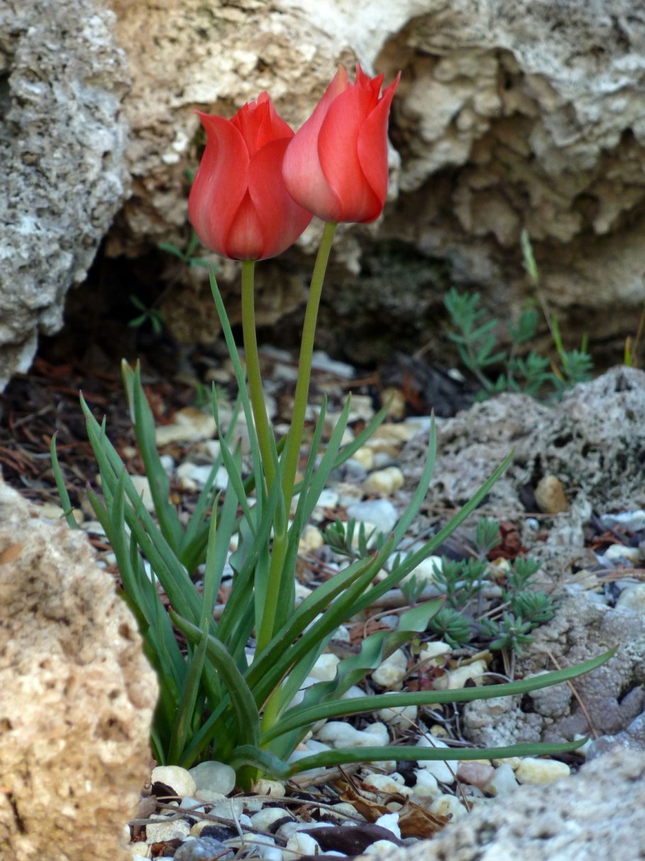 Tulipa linifolia