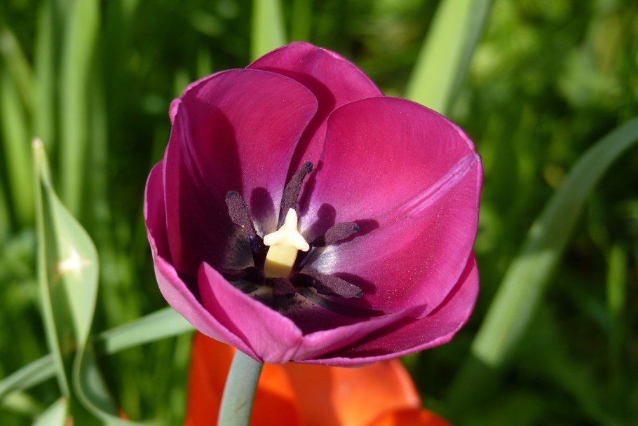 Тюльпан сорт Бруклин