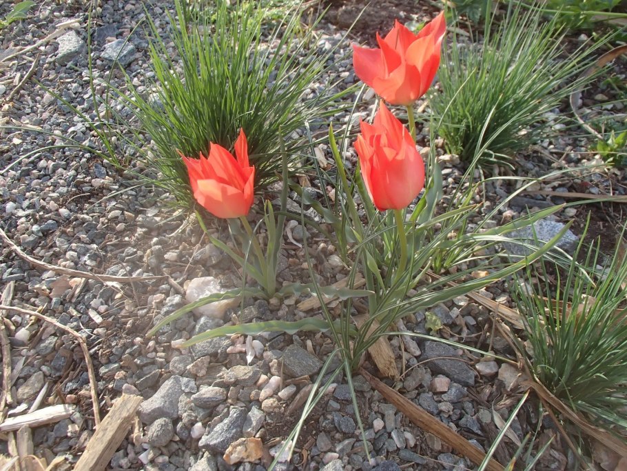 Тюльпан Линифолиа