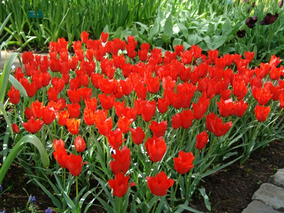 Тюльпан Линифолиа