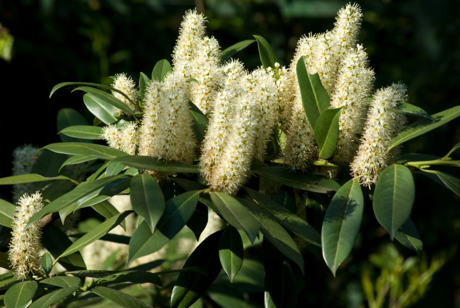 Лавровишня (Prunus laurocerasus).