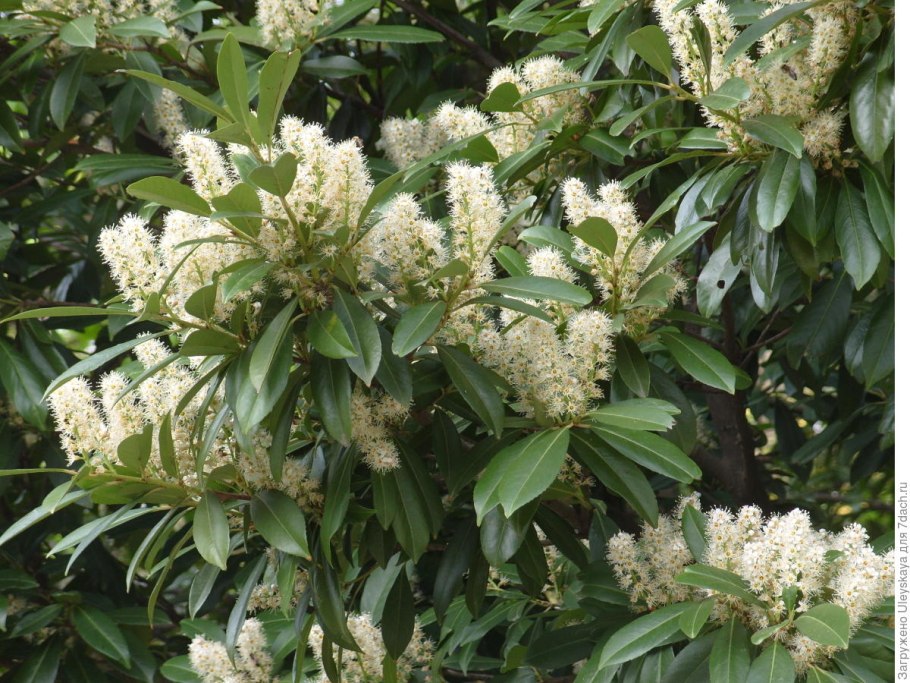 Лавровишня Лузитанская