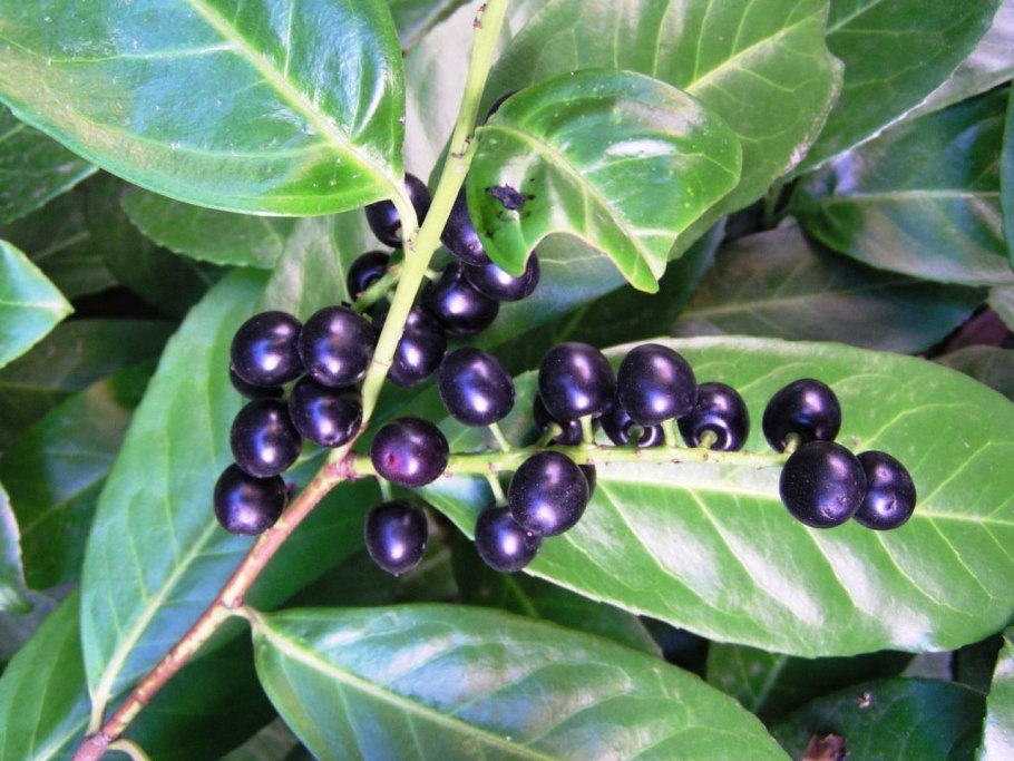 Лавровишня laurocerasus