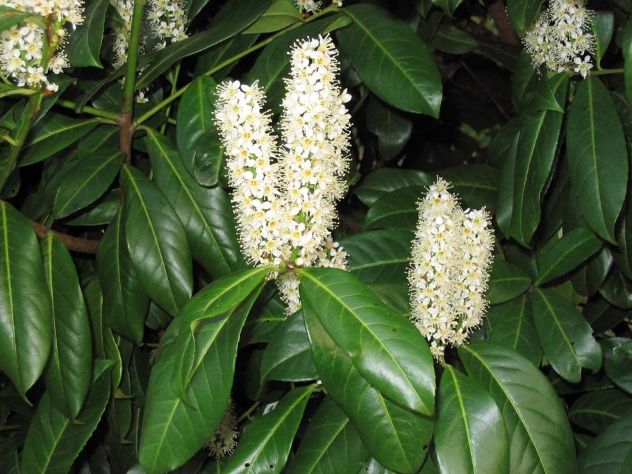 Лавровишня laurocerasus