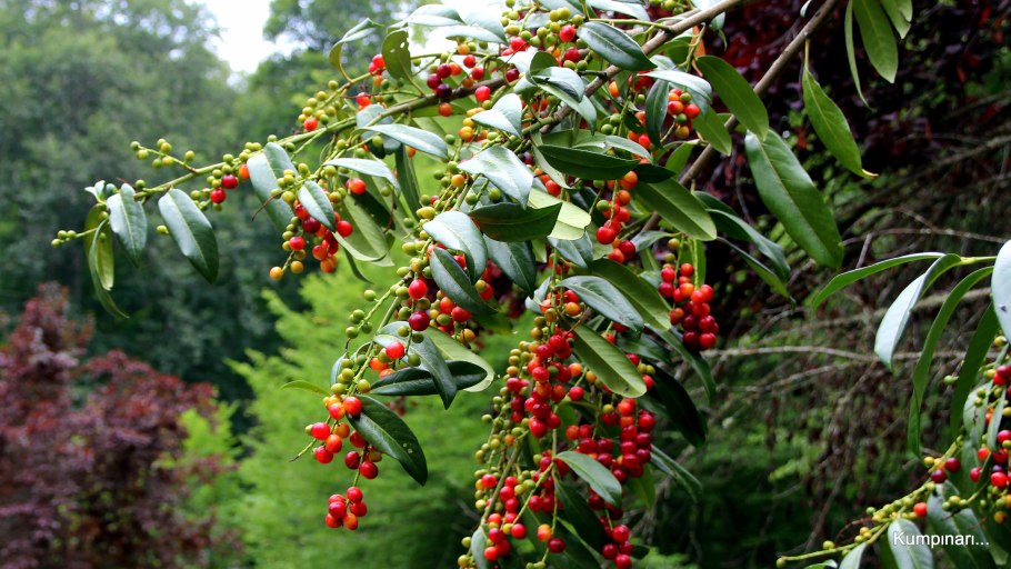 Лавровишня laurocerasus