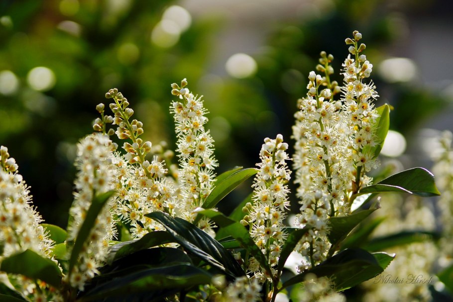 Лавровишня лекарственная (Prunus laurocerasus)