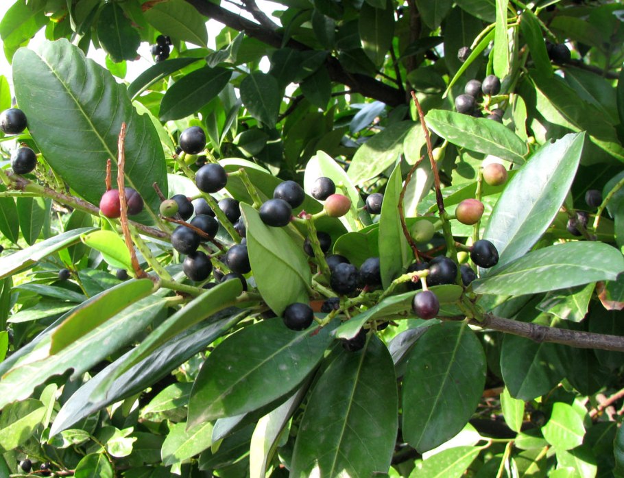 Лавровишня (laurocerasus officinalis)